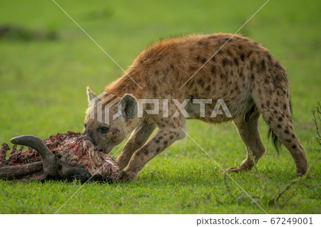 Spotted hyena gnaws carcase on short grass 67249001