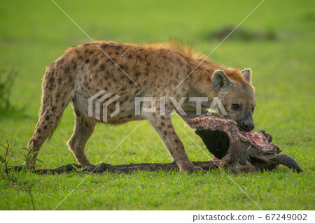 Spotted hyena gnaws carcase on grassy plain 67249002