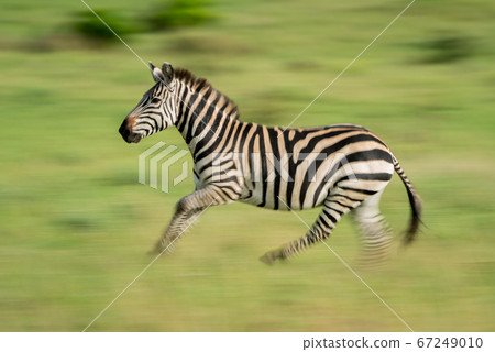 Slow pan of plains zebra crossing grass Slow pan of plains zebra crossing grass 67249010