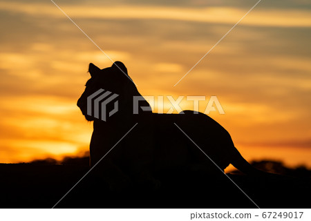 Silhouette of lioness at sunrise on horizon 67249017
