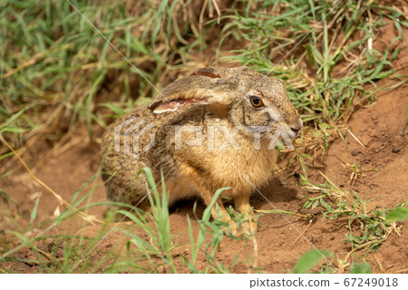 Scrub hare stands in grass watching camera Scrub hare stands in grass watching camera 67249018