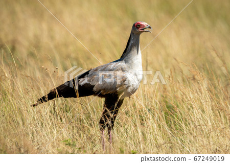 Secretary bird stands in grass in profile Secretary bird stands in grass in profile 67249019