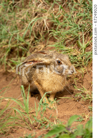 Scrub hare stands in grass eyeing camera Scrub hare stands in grass eyeing camera 67249020