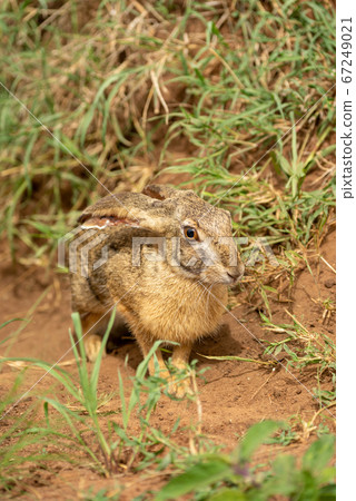 Scrub hare sits in grass eyeing camera 67249021