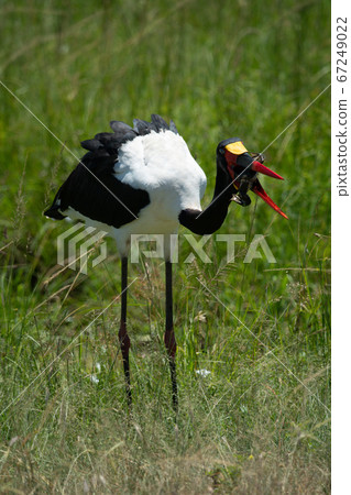 Saddle-billed stork in long grass swallowing frog Saddle-billed stork in long grass swallowing frog 67249022