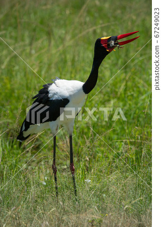 Saddle-billed stork lifts head to swallow frog Saddle-billed stork lifts head to swallow frog 67249023