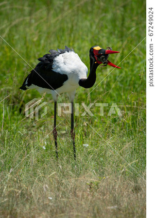 Saddle-billed stork in long grass holding frog Saddle-billed stork in long grass holding frog 67249024