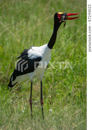 Saddle-billed stork in long grass eating frog Saddle-billed stork in long grass eating frog 67249025