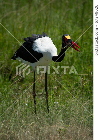 Saddle-billed stork in long grass carrying frog Saddle-billed stork in long grass carrying frog 67249026