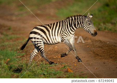 Plains zebra trots across track in savannah 67249041