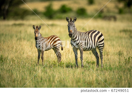 Plains zebra stands by foal on savannah 67249051