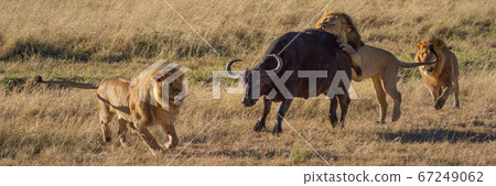Panorama of three lions attacking Cape buffalo Panorama of three lions attacking Cape buffalo 67249062