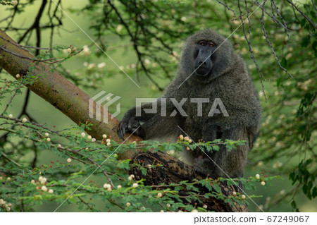 Olive baboon sits in tree eyeing camera Olive baboon sits in tree eyeing camera 67249067