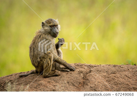 Olive baboon sits eating on earth bank Olive baboon sits eating on earth bank 67249068
