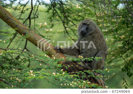 Olive baboon sits among blossom on branch Olive baboon sits among blossom on branch 67249069