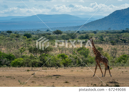 Masai giraffe walking through savannah in sunshine 67249086