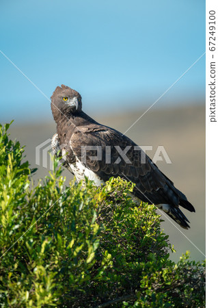 Martial eagle perching on bush turns head Martial eagle perching on bush turns head 67249100