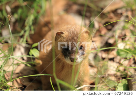 與Itachi相遇 與Itachi相遇 67249126