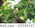 Great tit chicks waiting for their parents' return 67249127