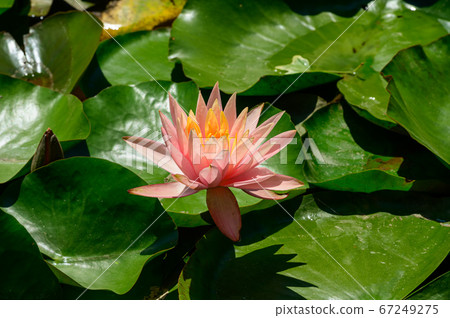 Red water lily AKA Nymphaea alba f. rosea in a lake 67249275