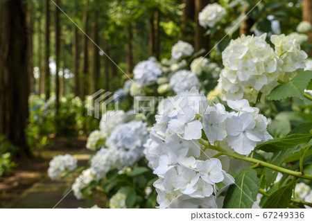 Nihonji Temple White Hydrangea and Sugi Grove Nihonji Temple White Hydrangea and Sugi Grove 67249336