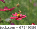 Cosmos and bees 67249386