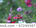 Cosmos and butterflies 67249387