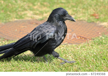 Annoying crow Annoying crow 67249388