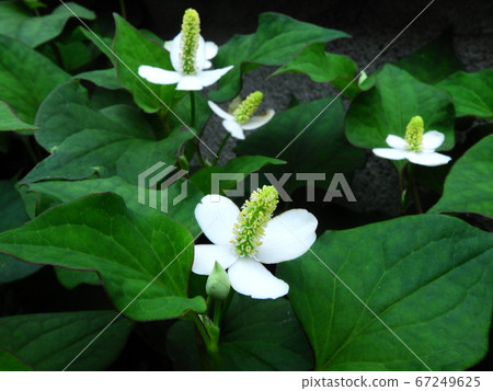 北達見花 67249625