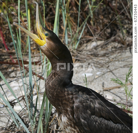 Great Cormorant Phalacrocorax Carbo on Beach Great Cormorant Phalacrocorax Carbo on Beach 67250443