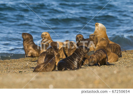 Sea lions,Otaria flavescens, Patagonia Sea lions,Otaria flavescens, Patagonia 67250654