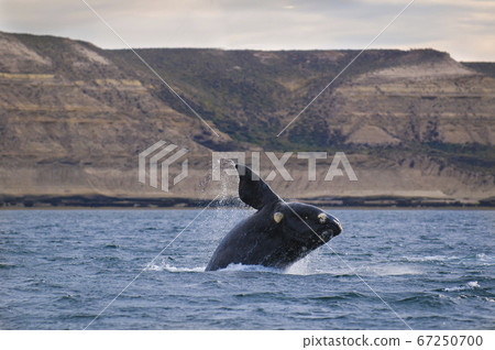 Orca breathing on the surface 67250700