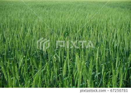 Wheat Mochihime 67250781