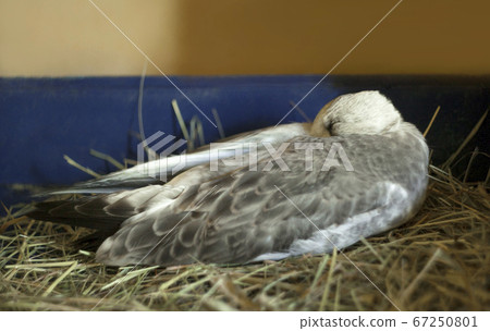 gray-winged gull chick. 67250801