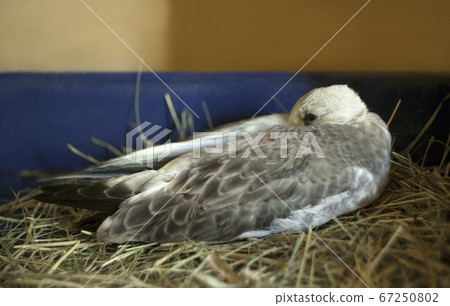 gray-winged gull chick. 67250802