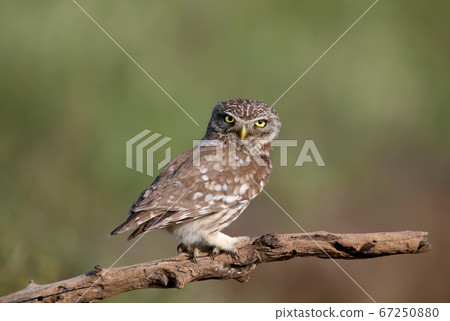 Close-up portraits of a solitary little owl Close-up portraits of a solitary little owl 67250880