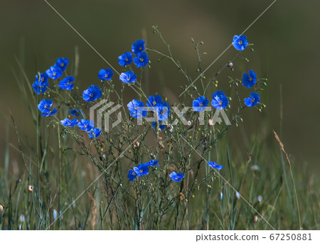 An unusual look at Flax (Linum usitatissimum) An unusual look at Flax (Linum usitatissimum) 67250881