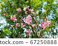 Cherry blossom in springtime against sunny sky 67250888
