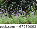 Purple flowers of garden border 67250892