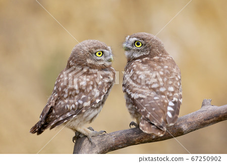 Close-up group portraits of a little owl (Athene 67250902