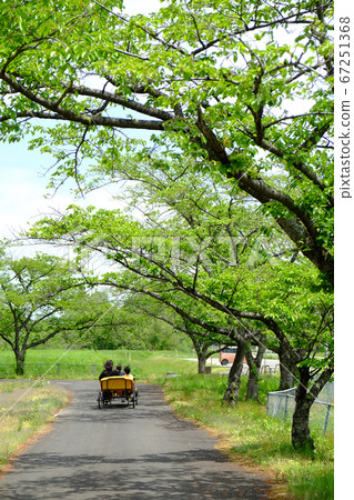 遊客騎腳踏車 遊客騎腳踏車 67251368