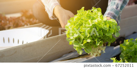 Closeup hands of young asian man farmer checking fresh organic vegetable garden in farm. Closeup hands of young asian man farmer checking fresh organic vegetable garden in farm. 67252011