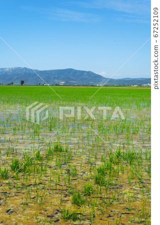 paddy field in the Ebro Delta in Deltebre, Spain 67252109