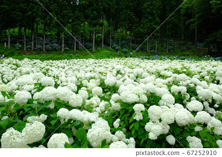 一關市的Michinoku繡球花園 67252910