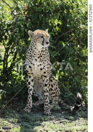 cheetah in savannah in kenya cheetah in savannah in kenya 67252960