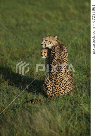 cheetah in savannah in kenya cheetah in savannah in kenya 67252961