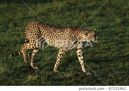 cheetah in savannah in kenya cheetah in savannah in kenya 67252962