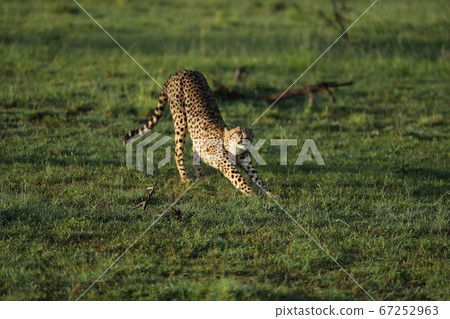 cheetah in savannah in kenya cheetah in savannah in kenya 67252963