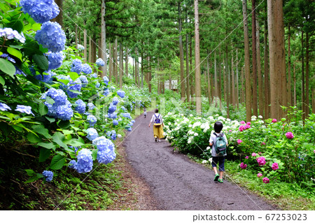 在Michinoku繡球花園中散步的人 67253023