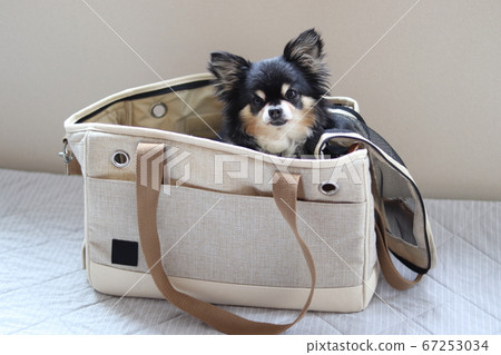 吉娃娃犬帶著狗袋旅行 67253034